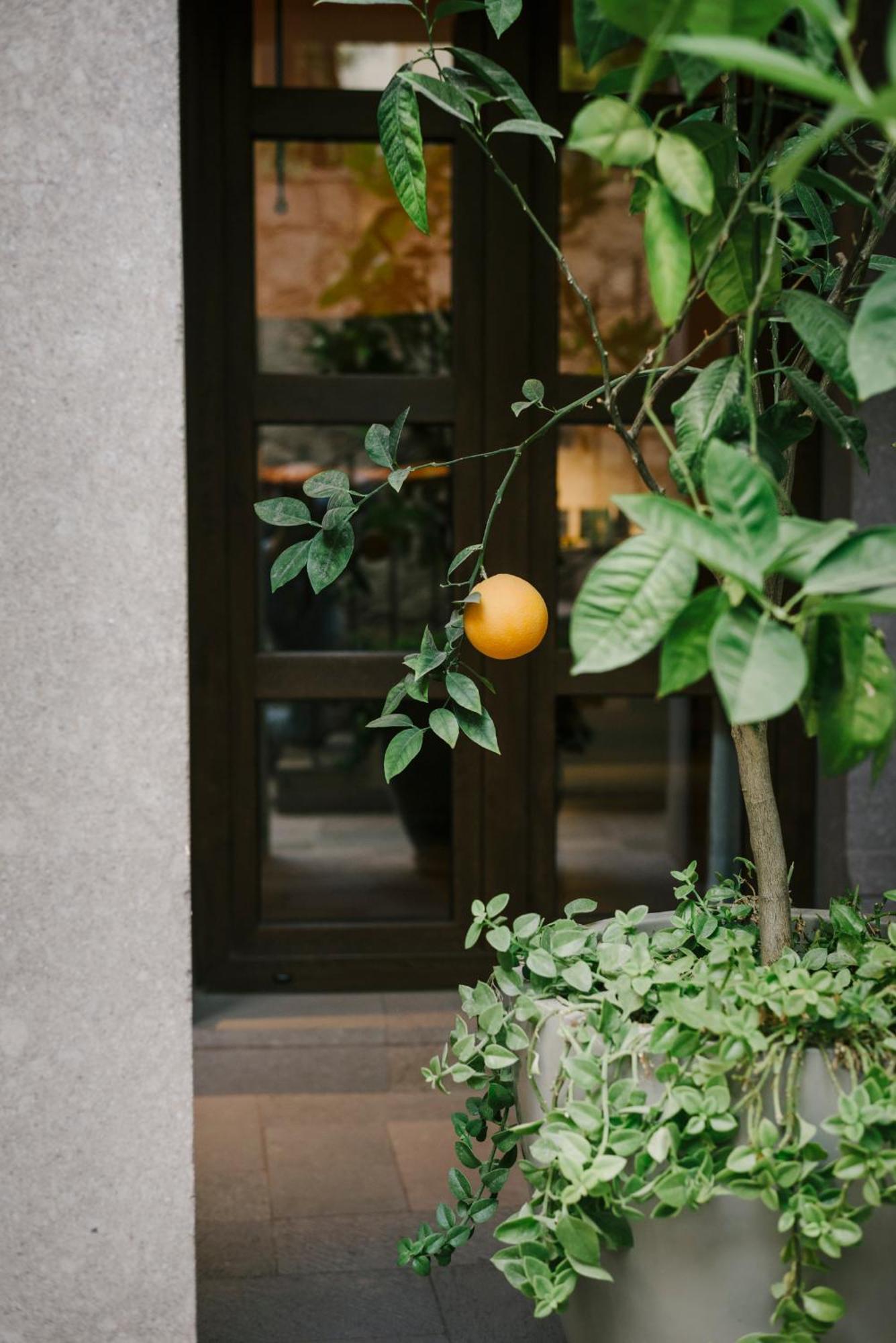 Hotel Apapacho Boutique San Miguel de Allende Eksteriør billede